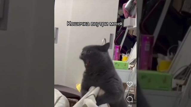 Какая кошка в тебе😂