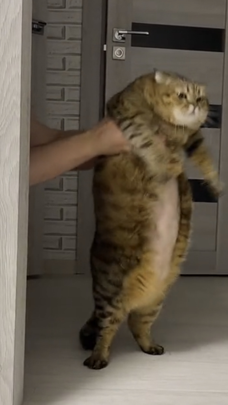 Кот танцует