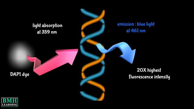 DAPI Assay For Apoptosis | DAPI Staining For Apoptosis | DAPI Nuclear Staining Dye For Apoptosis |