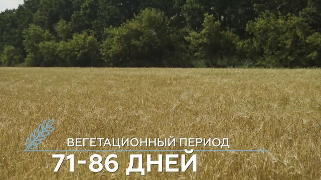 обзор ярового ячменя сорт Деспина