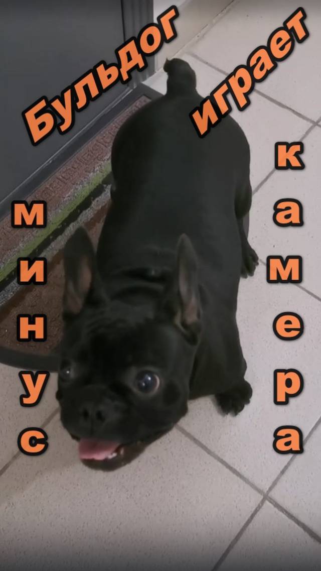 Как Бульдог Моня камеру разбила 🐶▶️👍🏻 #shorts #французскийбульдог #моня #жизньсобаки