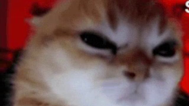 VID-20241112-WA0011.mp4