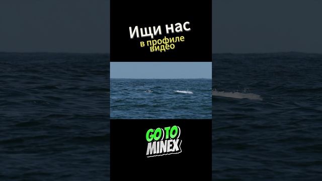 Касатки охота на китов часть 1