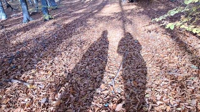 Осенний крымский лес великолепен