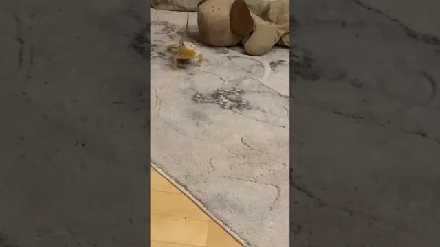 Ящер Дракула пришёл ко мне 🐉