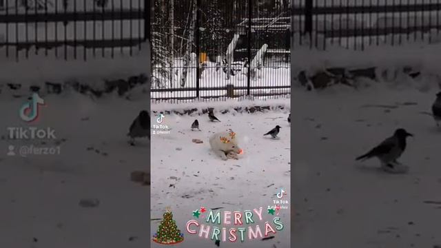 волки 🥳 Merry Christmas