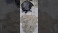 РЕЧНАЯ ЧЕРЕПАШКА,ЕЁ ЗОВУТ НАТАШКА.....Shorts