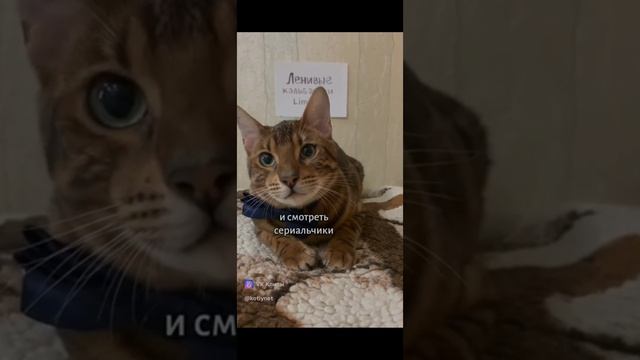 Собеседование с котиками