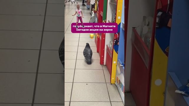 Смышленый голубь😅#shorts