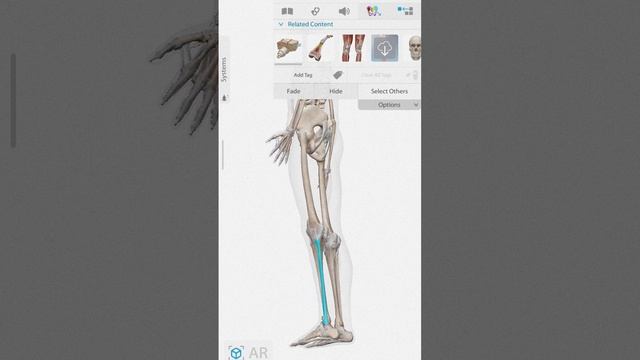 fibula bone of the skeleton system