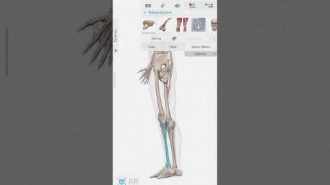 fibula bone of the skeleton system