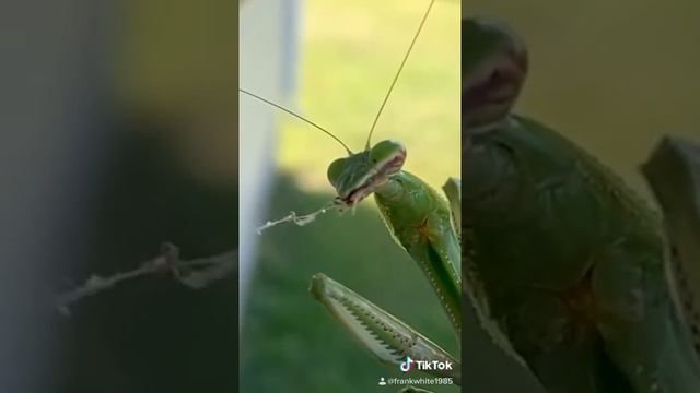 Praying mantis Slovo