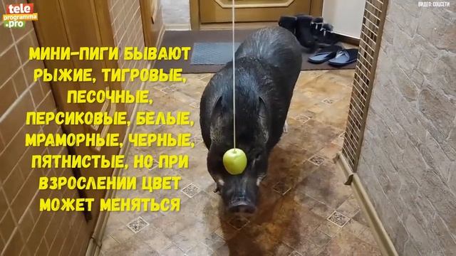 Мини-пиги и микропиги