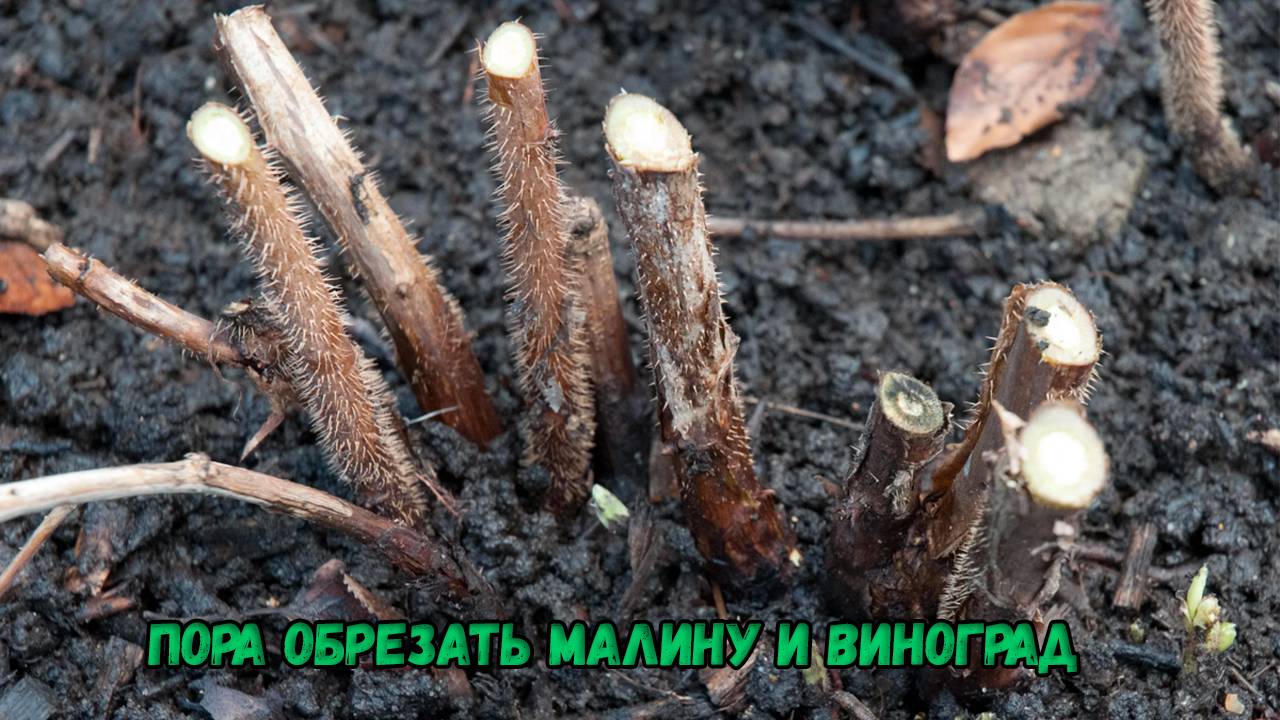 Пора обрезать малину и виноград