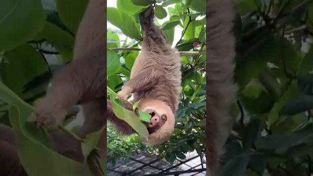 🦥 Enchanting Sloth Feasting on Leaves!