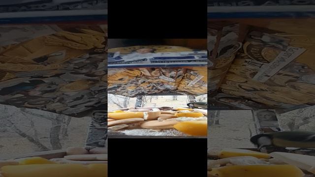 1000032192.mp4Кормушка.13.11.2024г.