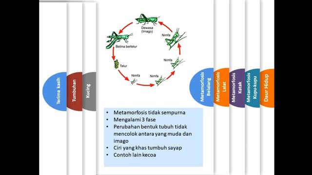VIDEO PEMBELAJARAN DAUR HIDUP MAKHLUK HIDUP