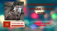 В Ростовской области открывается сезон охоты