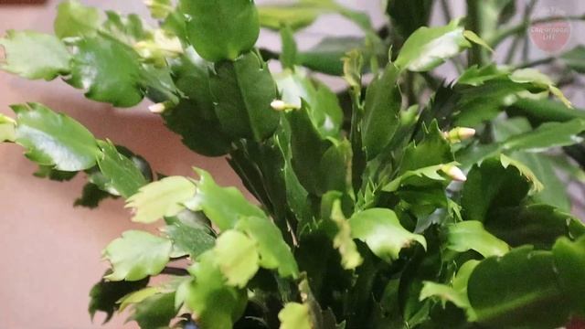 С такой подкормкой ваш декабрист будет полностью усеян бутонами и цветами!