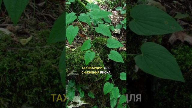 Трава элиты для сердца и сосудов