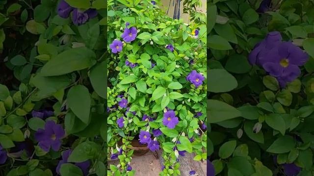 Thunbergia Erecta/ Clock Vine
