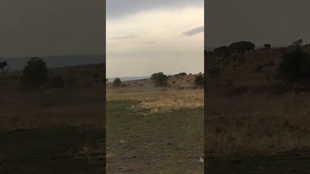 Ostrich chases Wildebeest Migration, Serengeti Tanzania.