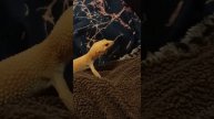 Сильвер устроила себе горки с одеяла😅 #рекомендации #reptile #змея #animal #рептилии #lizard #snake