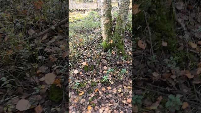 Вот такой поеденный красава #природа #лес #красота #подосиновик #гриб #очарованиеприроды