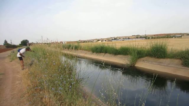 flora y fauna del canal del Henares 021
