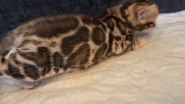 Бенгальский котик.