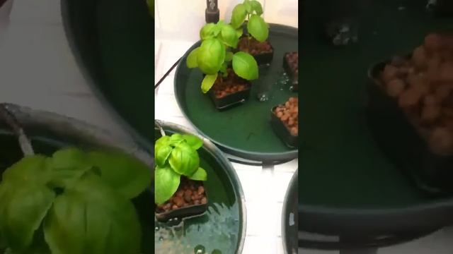 DWC experiment using VAM, Orca, Bio Root, Rapid Start, and Photosynthesis Plus-O