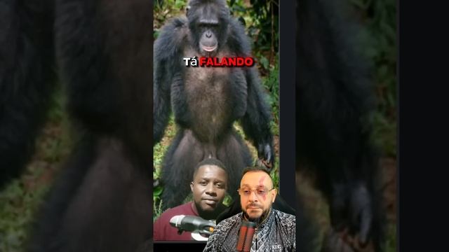 Chimpanzé X ser Humano, colab com  @OmvHouse
