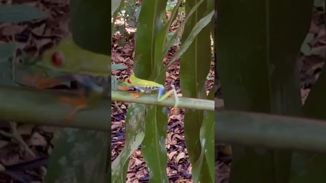 Iconic red eye tree frog