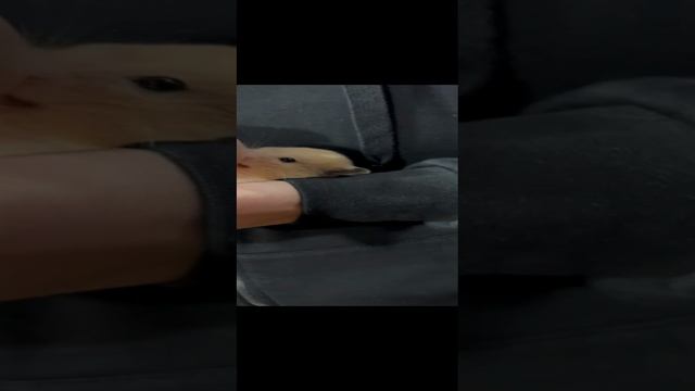 VID-20241111-WA0005.mp4