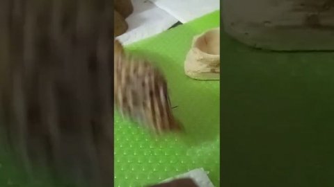 #геккон#эублефар#рептилия#ящер#мойдракон#пятнистыйэублефар#леопардовыйгеккон#илюша