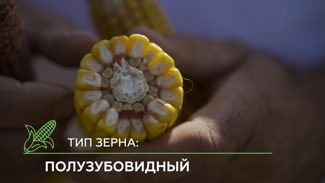 обзор кукурузы ГС 180