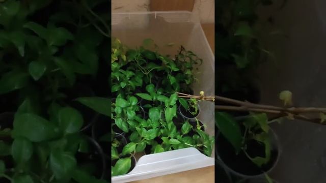 Пестролистный маточник фуксии проснулся