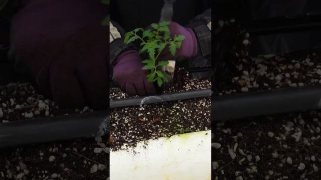 Planting tomato seedlings. The Process of pollinated tomatoes are mass harvested.