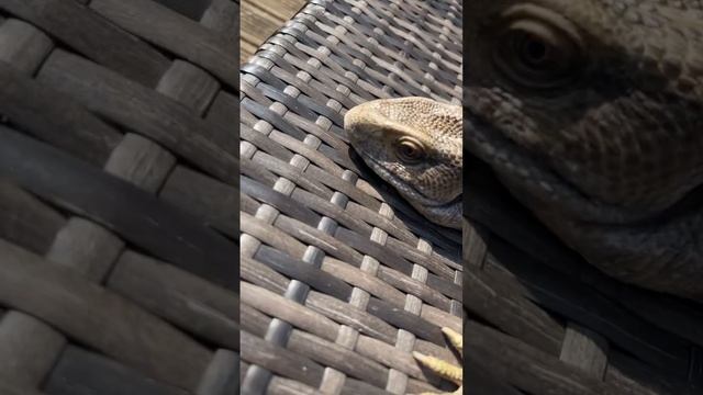 Toothless the GAINT Monitor lizard 🦎 #animals #reptile #cute #lizard