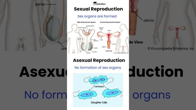 Difference between Sexual and Asexual Reproduction | Biology Class 12 | Reproduction in Organisms