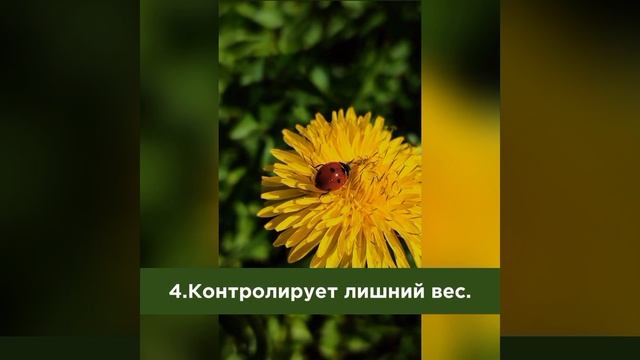 Одуванчик полевой семейство сложноцветных #противораковый #одуванчик #энзимы #ферментум #ферменты