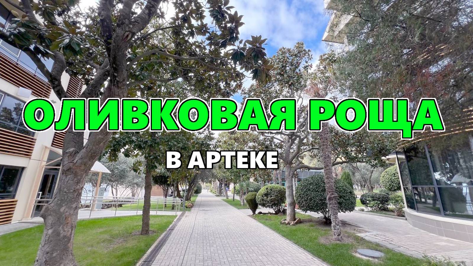 Оливковая роща в Артеке