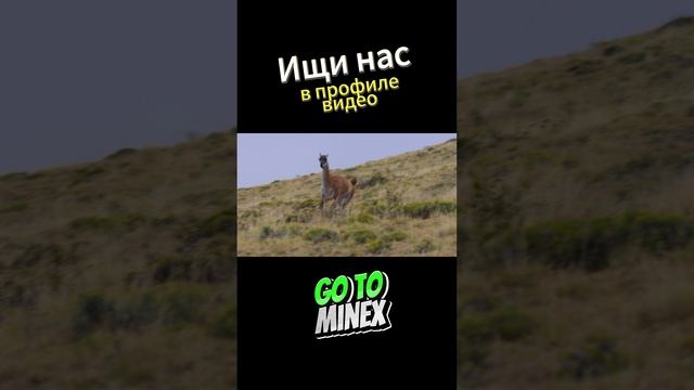Пума на охоте