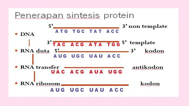 Bab 3 Pertemuan 3  Sintesis Protein