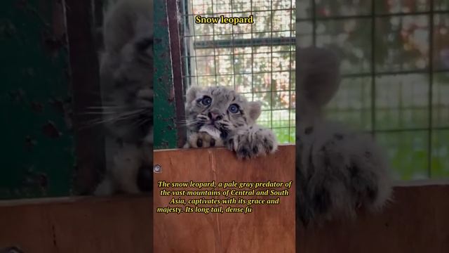 Majestic Snow Leopards: Graceful Predators of Central Asia 🏔️
