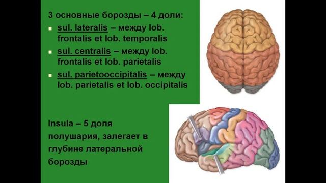 Конечный мозг. Структуры. Кора