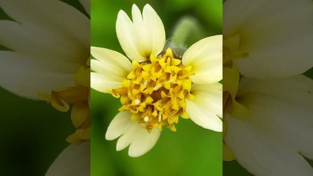 #bunga gulma #baru tahu bunganya seindah ini