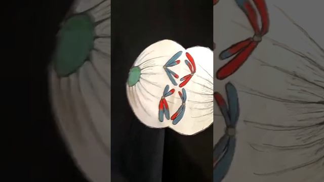 Mitosis y meiosis