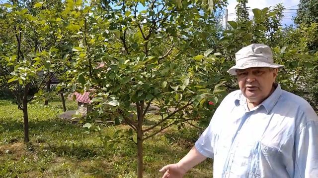 Виды м способы полива деревьев в саду