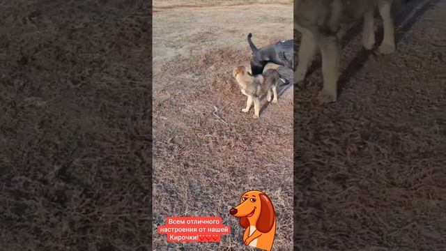 Первый раз играем со щенком